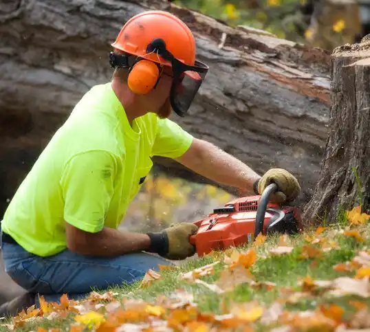 tree services Harwich Port